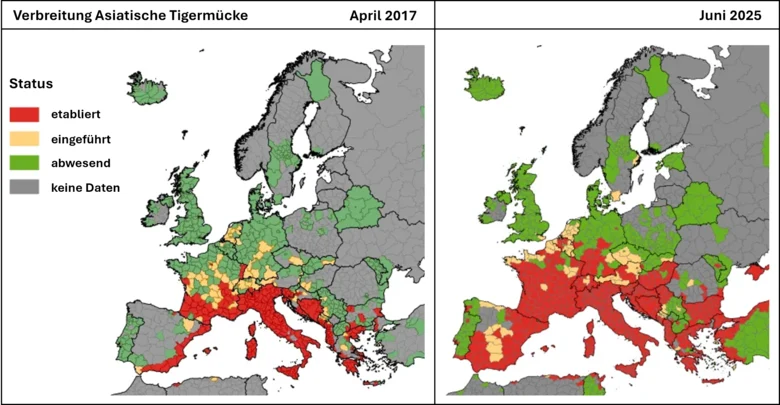 Die Grafik zeigt die deutliche Ausbreitung der Asiatischen Tigermücke in Europa zwischen 2017 und 2025. Sie kommt inzwischen in großen Teilen Südeuropas und manchen Gebieten Deutschlands, insbesondere in der Rheingegend vor.