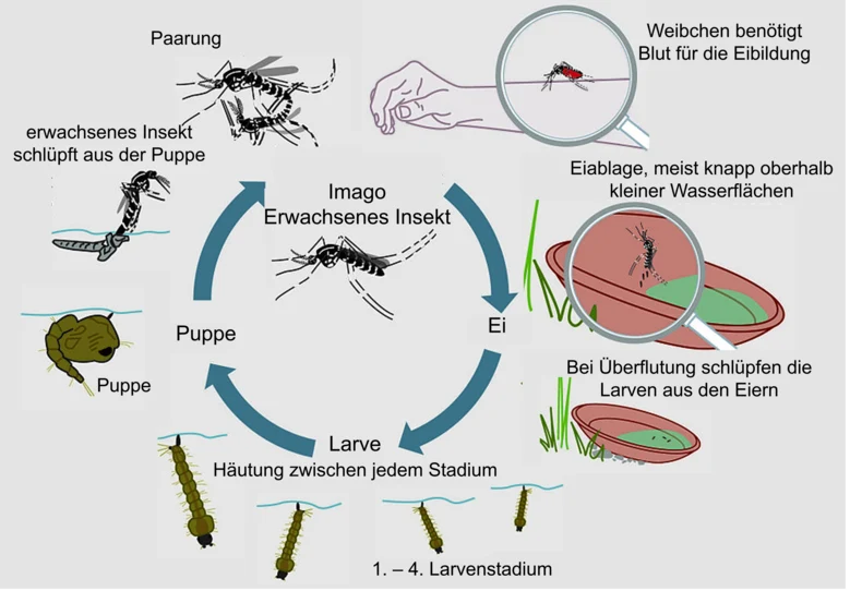 In der Grafik ist der Lebenszyklus der Asiatischen Tigermücke von Eiablage über Schlupf der Larven und Entwicklung über vier Larvenstadien, Verpuppung, Schlupf des adulten Insekts und Blutmahlzeit zur Eibildung dargestellt.
