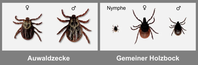 Abgebildet sind eine weibliche und eine etwas größere männliche Auwaldzecke. Beim gemeinen Holzbock hingegen ist das weibliche Exemplar größer als das männliche. Nymphen sind deutlich kleiner.