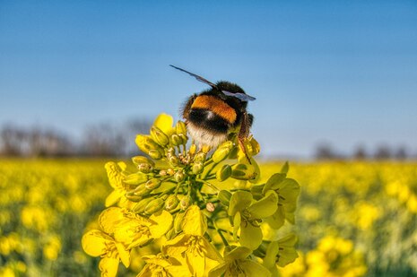 Eine Hummel im Rapsfeld