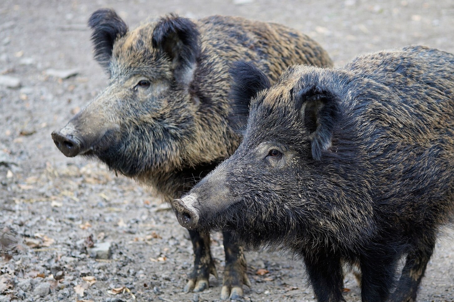 Foto von zwei Wildschweinen