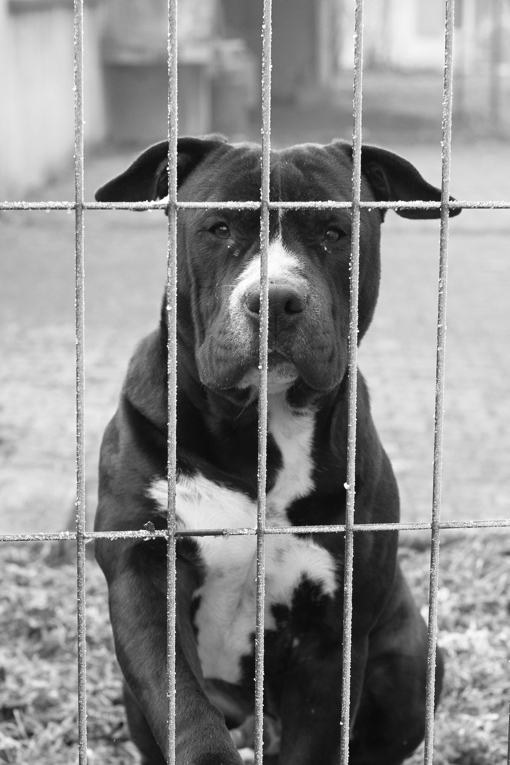 Foto eines Pitbulls hinter einem Metallzaun